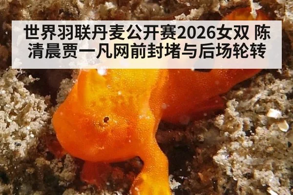 世界羽联丹麦公开赛2026女双 陈清晨贾一凡网前封堵与后场轮转
